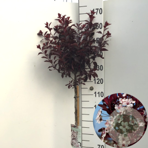 Prunus cistena 110 cm stam 7,5L