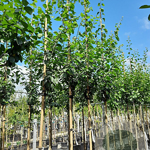 Prunus d. 'Victoria' 8-10 HO container