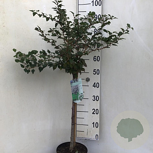 Prunus incisa 'Kojou-no-mai' 60 cm stam 5,0L