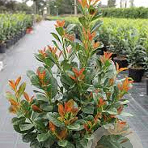 Prunus l. 'Anbri' 30-40 cm 3,0L