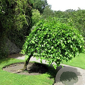 Morus alba 'Pendula' 12-14 cm 50L 200 cm stam