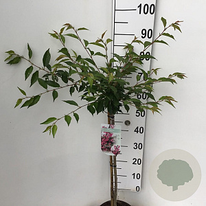 Prunus 'Okame' 60 cm stam 5,0L