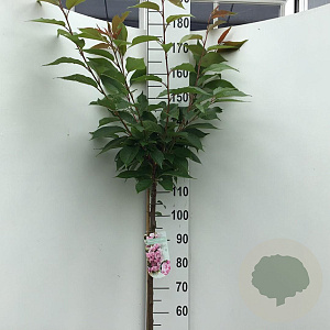Prunus ser. 'Kanzan' 120 cm stam 7,5L