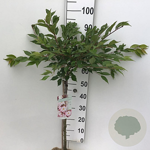 Prunus subh. 'Autumnalis Rosea' 60 cm stam 5,0L