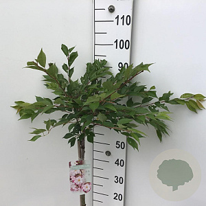 Prunus subh. 'Autumnalis Rosea' 60 cm stam 5,0L
