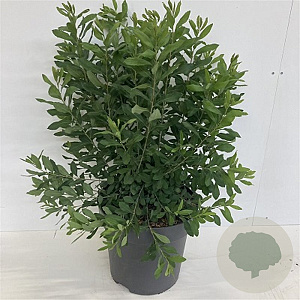 Myrica gale 40-60 cm wortelgoed struik