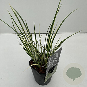 Acorus gramineus 'Argenteostriatus' 25-30 cm C1 vierkant