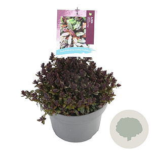 Ajuga reptans 'Chocolate Chips' GM C5