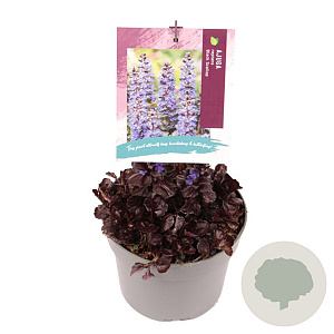 Ajuga reptans Black Scallop GM 2,0L