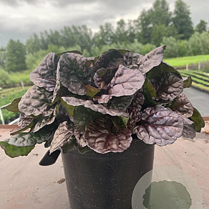 Ajuga reptans Black Scallop GM 2,0L