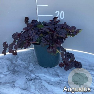 Ajuga reptans Black Scallop GM 2,0L