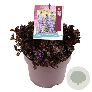 Ajuga reptans Black Scallop GM C5