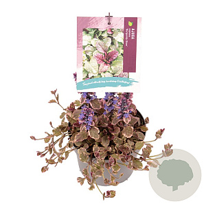 Ajuga reptans 'Burgundy Glow' GM 2,0L