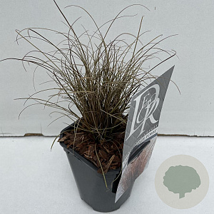 Carex comans 'Bronze Form' 25-30 cm C1 vierkant