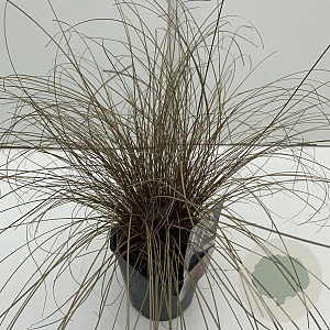 Carex comans 'Bronze Form' 35-40 cm 2,0L vierkant