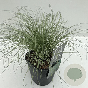 Carex comans 'Frosted Curls' 35-40 cm 2,0L vierkant