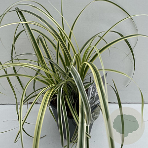 Carex Feather Falls 35-40 cm 2,0L vierkant