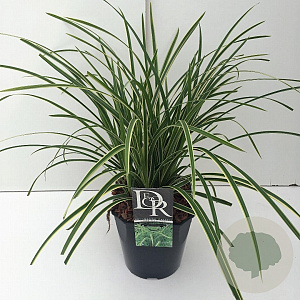 Carex morrowii 'Ice Dance' 45-50 cm 5,0L vierkant