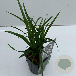 Carex morrowii 'Irish Green' 25-30 cm C1 vierkant