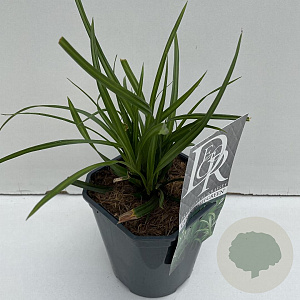 Carex morrowii 'Irish Green' 35-40 cm 2,0L vierkant