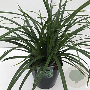 Carex morrowii 'Irish Green' 45-50 cm 5,0L vierkant