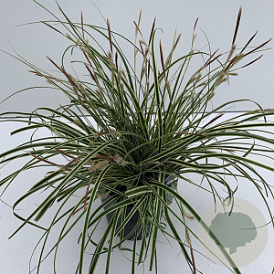 Carex oshim. Evercolor Evercream 35-40 cm 2,0L vierkant