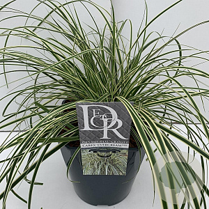 Carex oshim. Evercolor Evercream 45-50 cm 5,0L vierkant