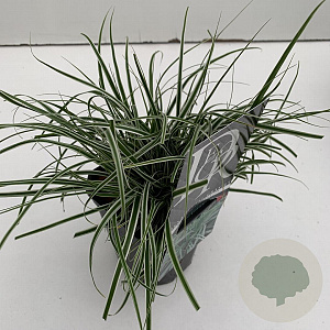 Carex oshim. Evercolor Everest 25-30 cm C1 vierkant