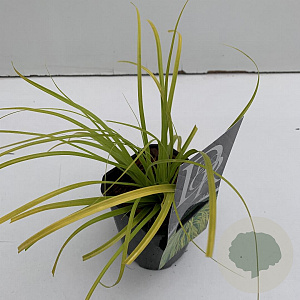 Carex oshim. Evercolor Everillo 25-30 cm C1 vierkant