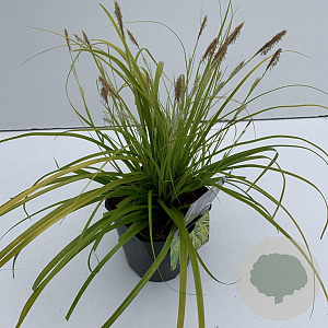 Carex oshim. Evercolor Everillo 35-40 cm 2,0L vierkant