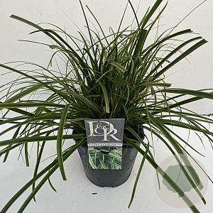 Carex oshim. Evercolor Everlime 40-45 cm 5,0L vierkant