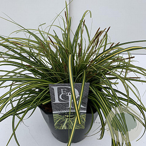 Carex oshim. Evercolor Eversheen 40-45 cm 5,0L vierkant