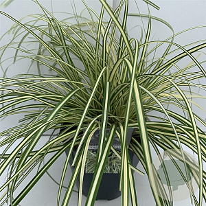 Carex oshim. 'Evergold' 45-50 cm 5,0L vierkant