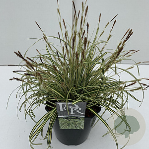 Carex oshim. 'Evergold' 45-50 cm 5,0L vierkant