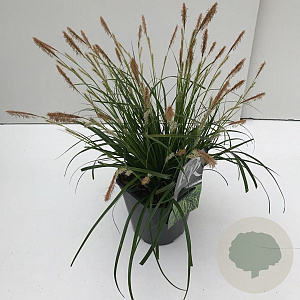 Carex oshim. 'Evergreen' 35-40 cm 2,0L vierkant