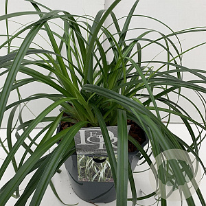 Carex Ribbon Falls 45-50 cm 5,0L vierkant