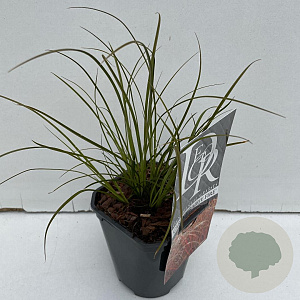 Carex testacea 'Prairie Fire' 25-30 cm C1 vierkant