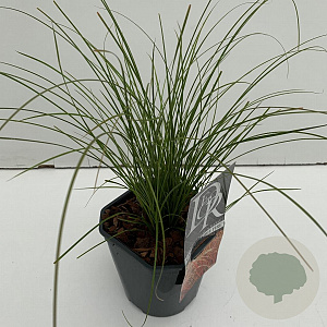 Carex testacea 'Prairie Fire' 35-40 cm 2,0L vierkant