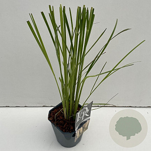 Cortaderia selloana 35-40 cm 2,0L vierkant