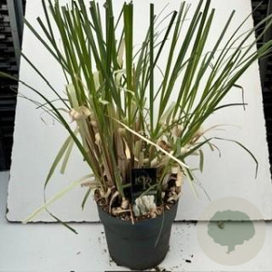 Cortaderia selloana 35-40 cm 10L