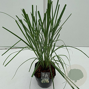 Cortaderia selloana 60-65 cm 5,0L vierkant