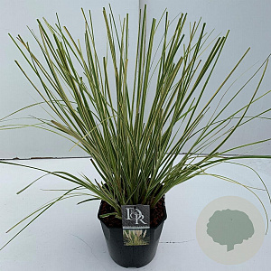 Cortaderia s. Minigoldenpampas 60-65 cm 5,0L vierkant