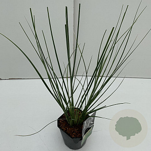 Cortaderia s. Minipampas 35-40 cm 2,0L vierkant