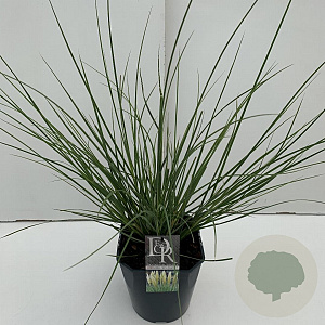 Cortaderia s. Minipampas 60-65 cm 5,0L vierkant