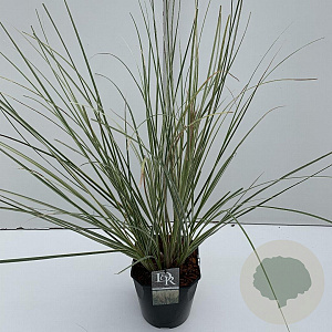 Cortaderia s. Minisilverpampas 60-65 cm 5,0L vierkant