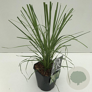Cortaderia s. 'Pumila' 35-40 cm 2,0L vierkant