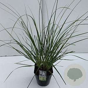 Cortaderia s. 'Pumila' 60-65 cm 5,0L vierkant