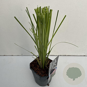 Cortaderia s. 'Rosea' 35-40 cm 2,0L vierkant