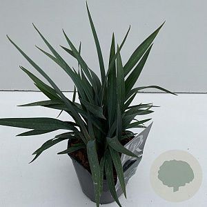 Dianella Blue Stream 35-40 cm 2,0L vierkant