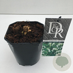 Dicentra spectabilis 'Alba' 10-12 cm 2,0L vierkant